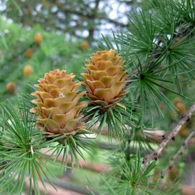 Лиственница КЕМПФЕРА в Химках
