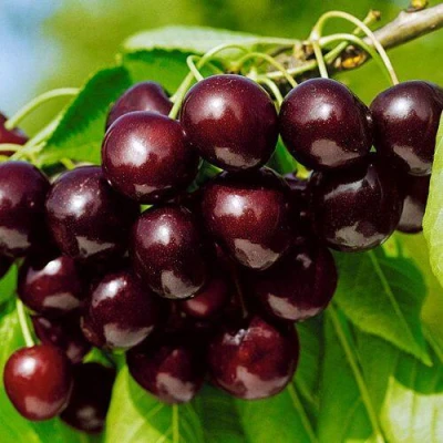 саженцы черешни Витязь