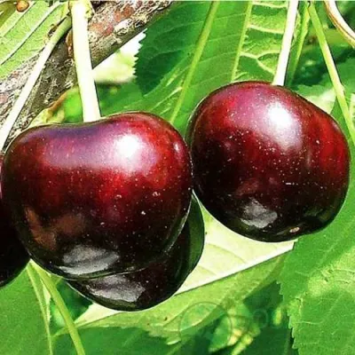 Черешня САММИТ в Химках