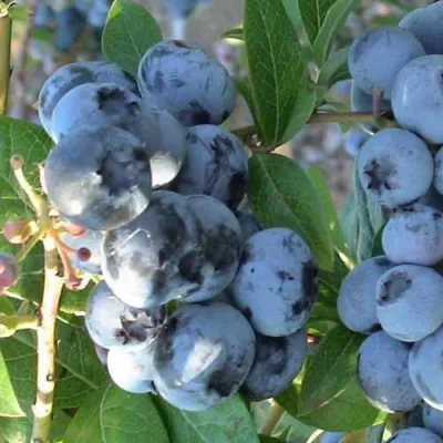 Голубика НОРТЛАНД в Химках