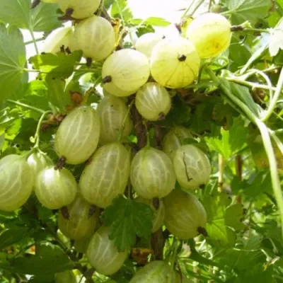 Крыжовник ИНВИКТА в Химках