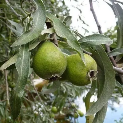 Груша ИВОЛИСТНАЯ в Химках