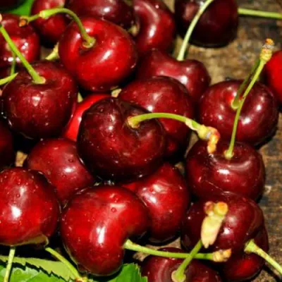 Черешня САММИТ в Химках