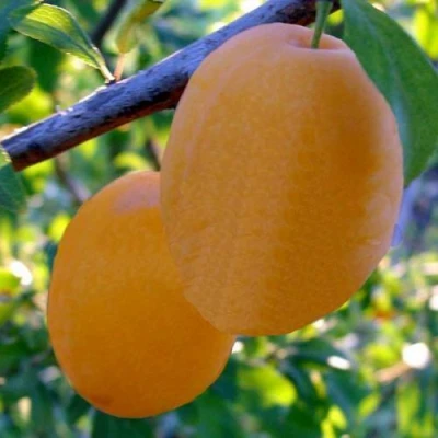 Слива НАТАША в Химках