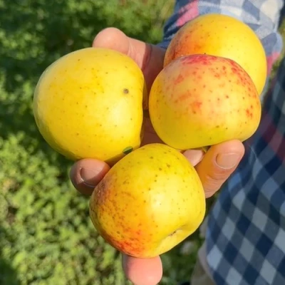 Яблоня КОРИЧНОЕ АНАНАСНОЕ в Химках