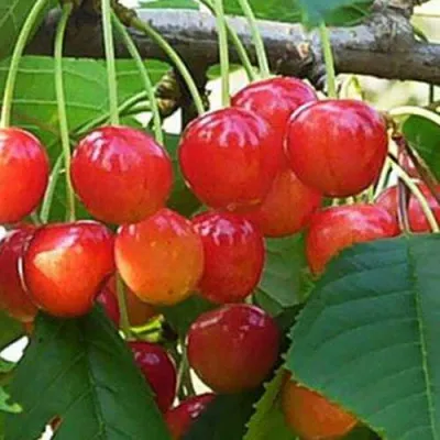 Черешня ДОНЧАНКА в Химках