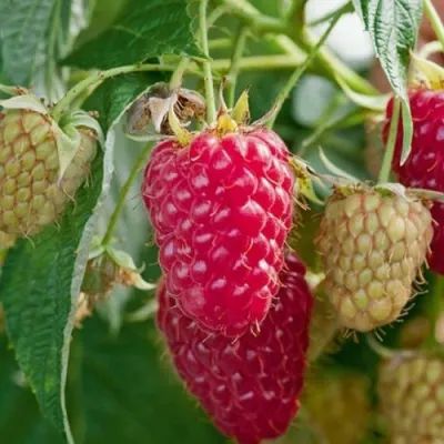 Малина МАРАСТАР в Химках