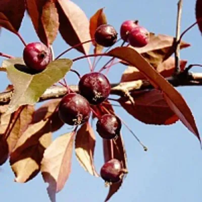 Яблоня РОЯЛТИ декоративная в Химках