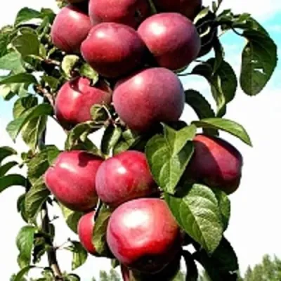 Яблоня МОСКОВСКОЕ ОЖЕРЕЛЬЕ колонновидная в Химках