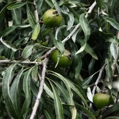 Груша ИВОЛИСТНАЯ в Химках