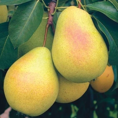 груша Млиевская Ранняя