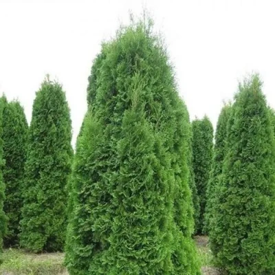 Туя КОЛУМНА западная в Химках