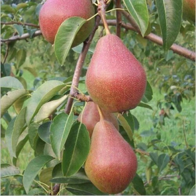 саженцы груши Румяная Куедрина