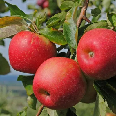 Яблоня ГАЛА МАСТ в Химках