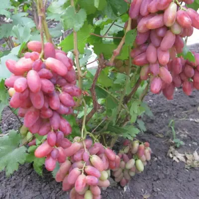Виноград ЮЛИАН в Химках