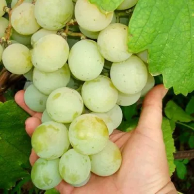 Виноград КЕША МУСКАТ в Химках