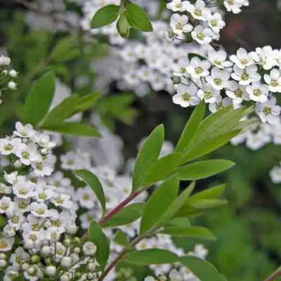 Спирея АРГУТА в Химках