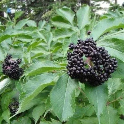 Бузина черная КЛАДЗЕЗЬ в Химках
