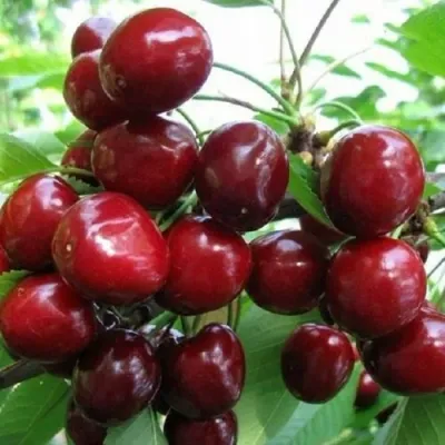 Черешня ГРОНКОВАЯ в Химках