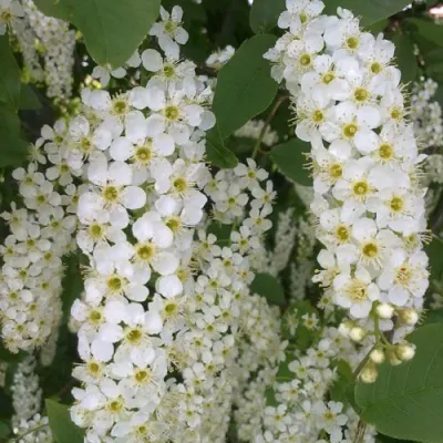 Черемуха САМОПЛОДНАЯ в Химках