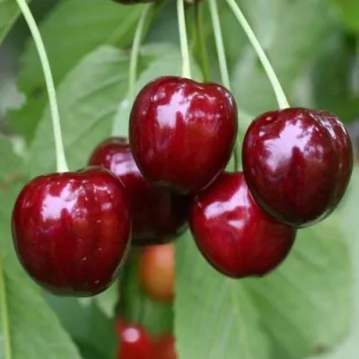 Черешня ВАЛЕРИЙ ЧКАЛОВ в Химках