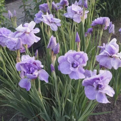 Ирис ИМПЕРИАЛ ОПАЛ сибирский в Химках