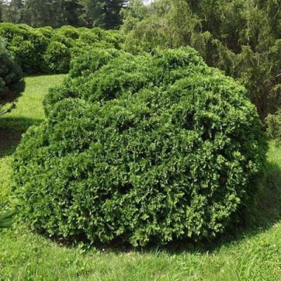 Туя УМБРАКУЛИФЕРА западная в Химках