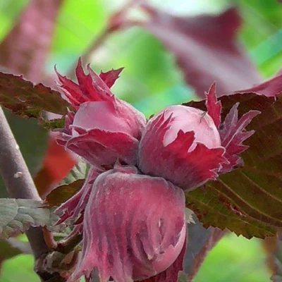 Фундук КАРДИНАЛ в Химках