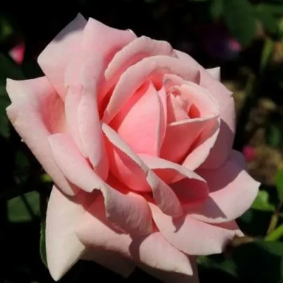 саженцы розы Фредрик Мистраль