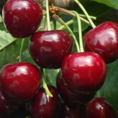 Черешня ГРОНКОВАЯ в Химках