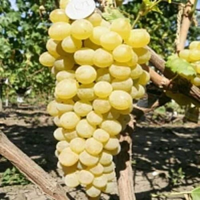 Виноград КИШМИШ ЗОЛОТЦЕ в Химках