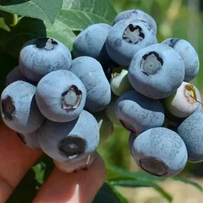 Голубика СИЕРРА в Химках