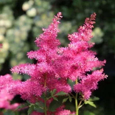 Астильба САННИ ДЕЙ гибридная в Химках