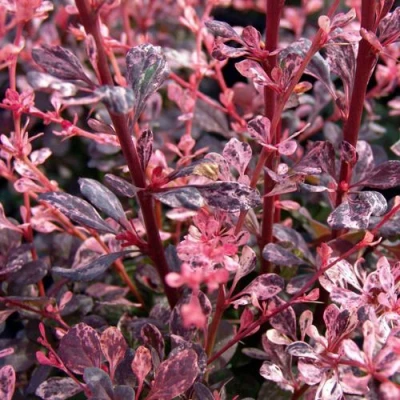 Барбарис АРЛЕКИН тунберга в Химках