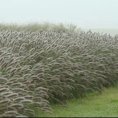 Пеннисетум ЛЕДИ Ю в Химках