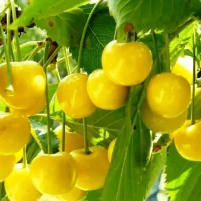 Черешня ПОДСНЕЖНИК в Химках