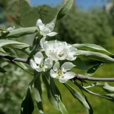 Груша ИВОЛИСТНАЯ в Химках
