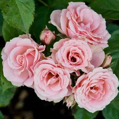 Роза КЛАССИК ЛИДИЯ спрей в Химках