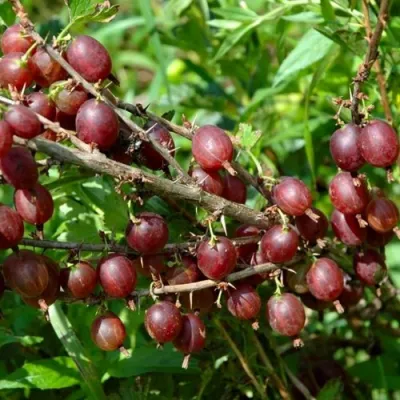 Крыжовник ОЛАВИ (ХИННОНМАЕН ПУНАЙНЕН) в Химках