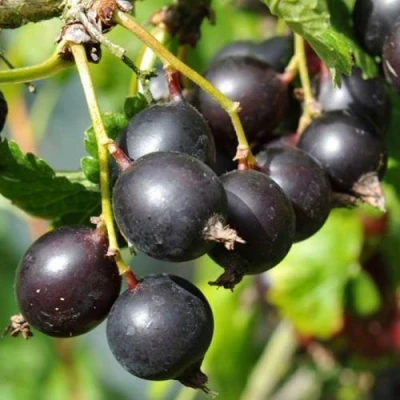 ЙОШТА в Химках