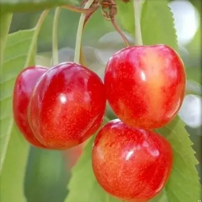 Черешня БРЯНСКАЯ РОЗОВАЯ в Химках