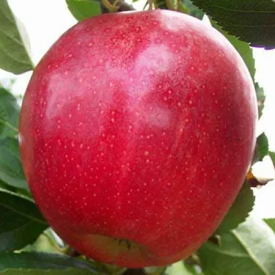 Яблоня ГАЛА МАСТ в Химках