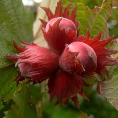 Фундук МОСКОВСКИЙ РУБИН в Химках