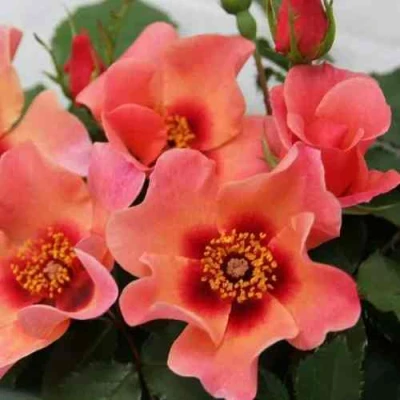 саженцы розы ФО Ю АЙС ОНЛИ