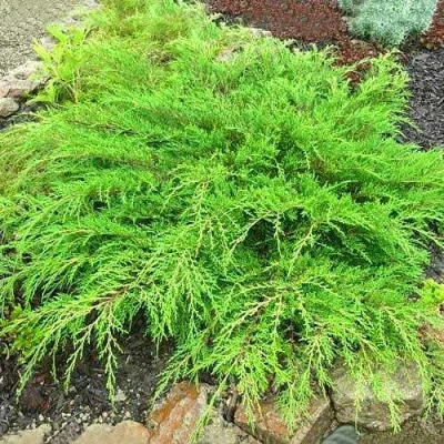 Микробиота ЯКОБСЕН перекрестнопарная в Химках