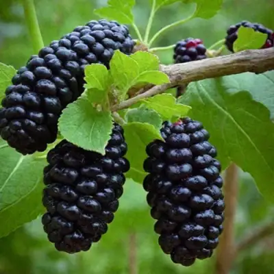 Шелковица плакучая в Химках
