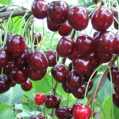 Черешня ОВСТУЖЕНКА в Химках