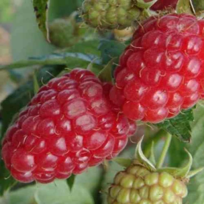 Малина РАДЗИЕВА в Химках