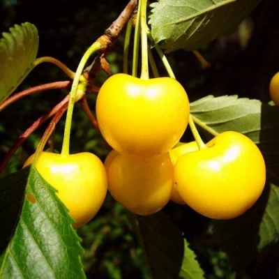 саженцы черешни Журба