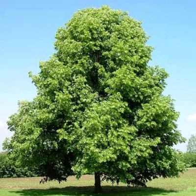 Липа мелколистная в Химках